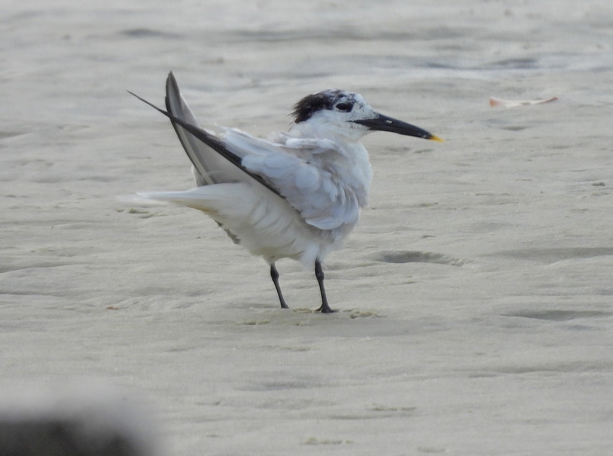 Sandwich Tern - ML479390491