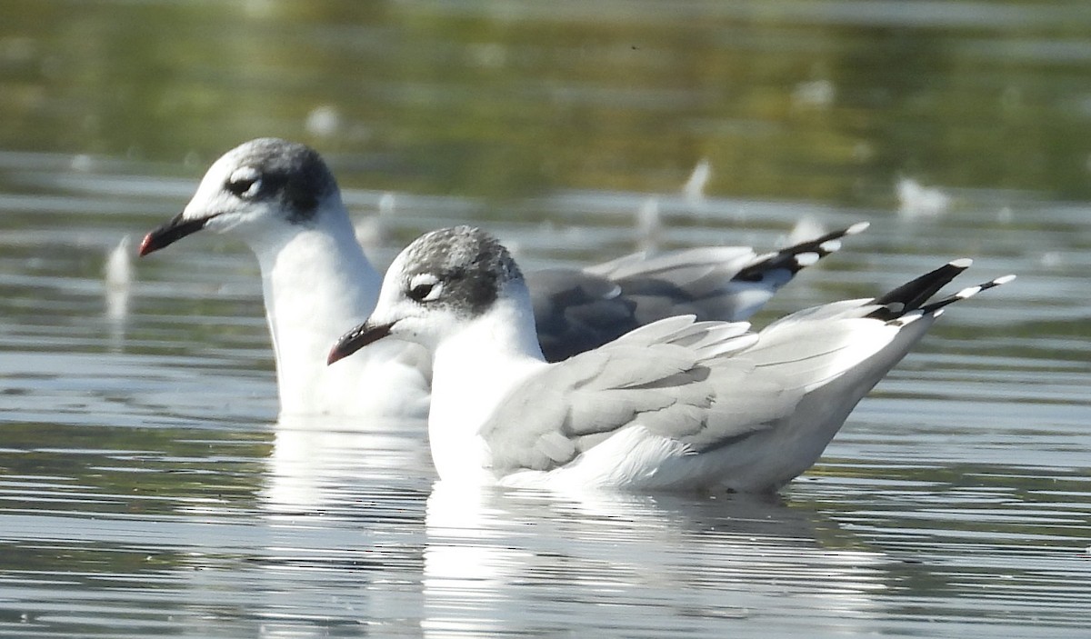 Franklin's Gull - ML479390791