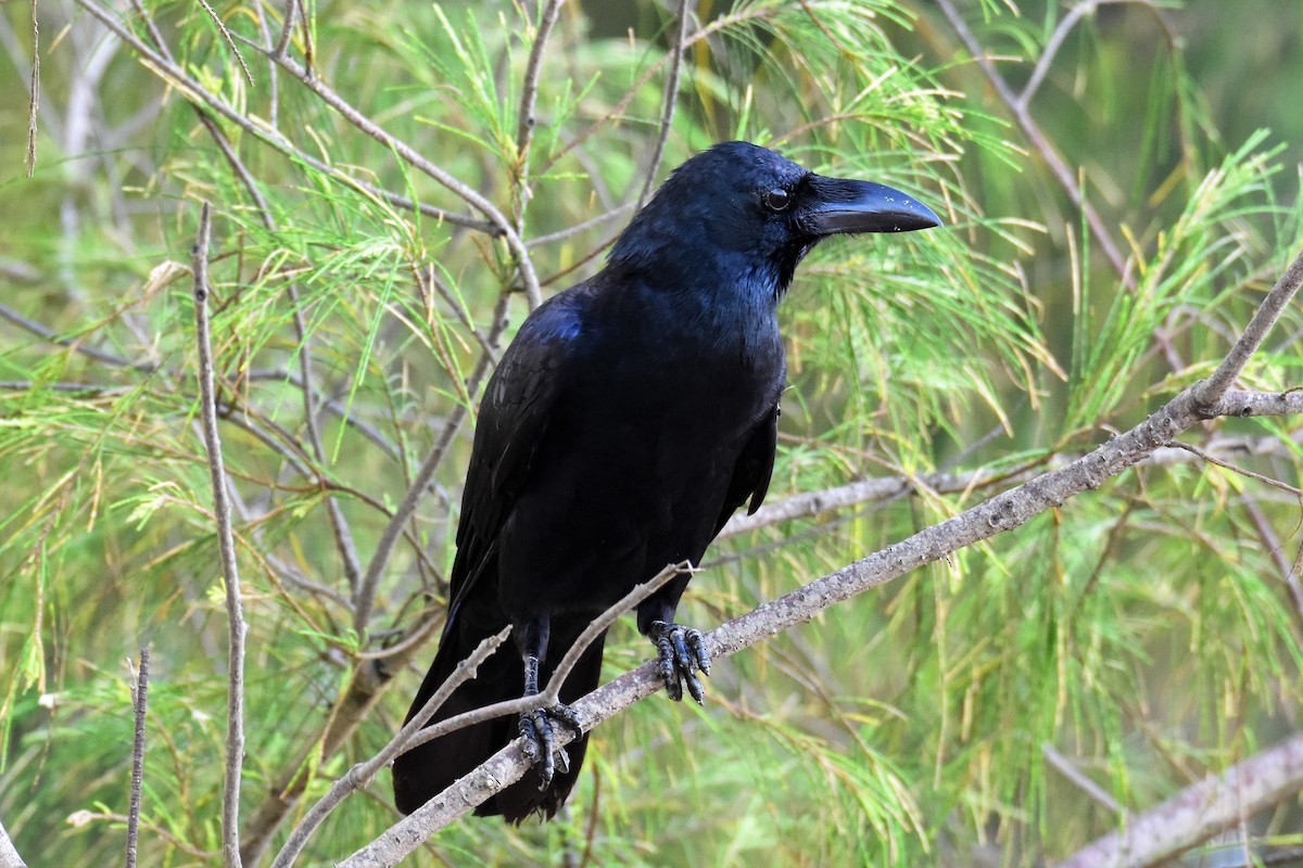 Large-billed Crow - ML479391121