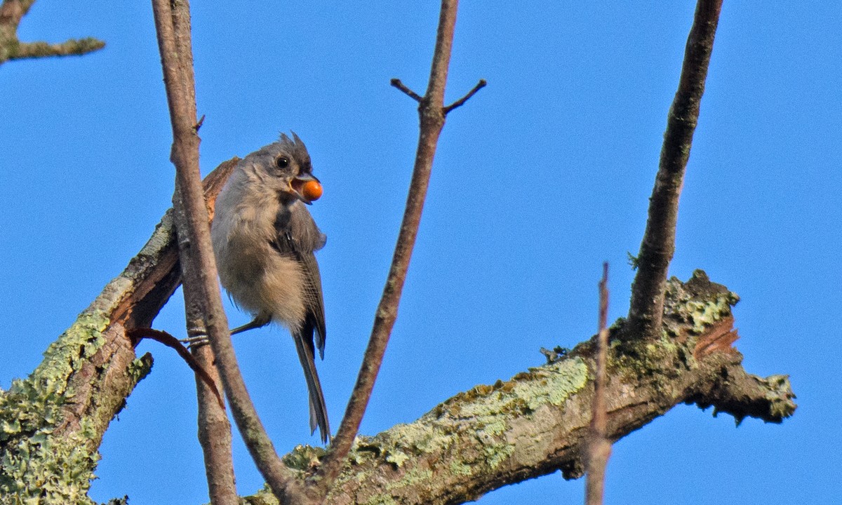 Tufted Titmouse - ML479391461