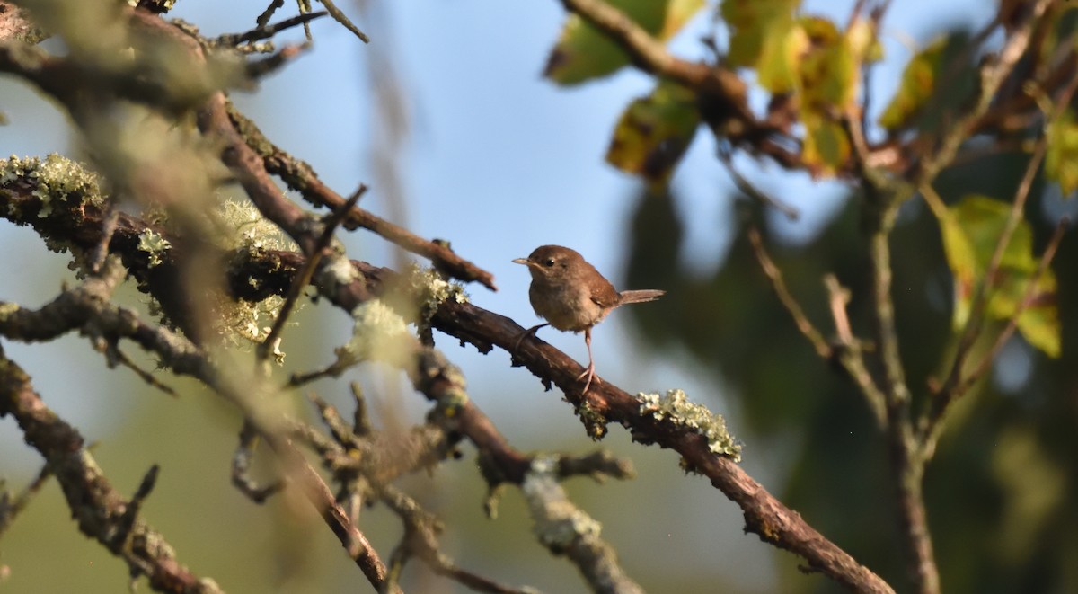 Northern House Wren - ML479391591