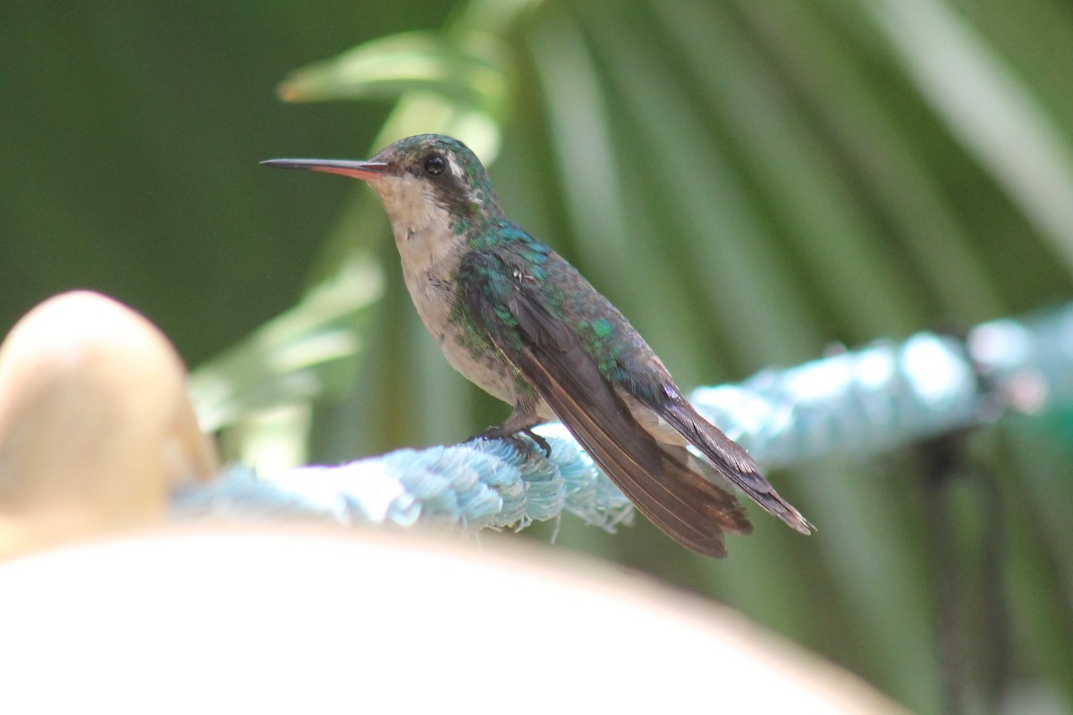 Cozumel Emerald - Brad Shine