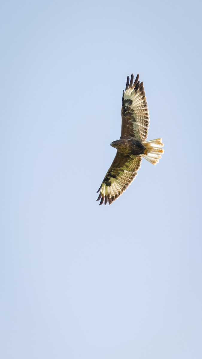 Upland Buzzard - Mengshuai Ge