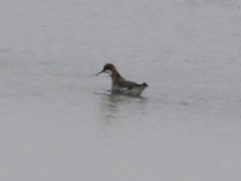 Red-necked Phalarope - Steve Calver