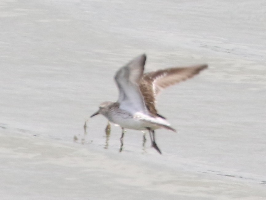 White-rumped Sandpiper - ML479392721