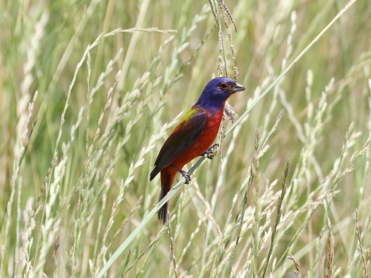 Painted Bunting - ML479394581