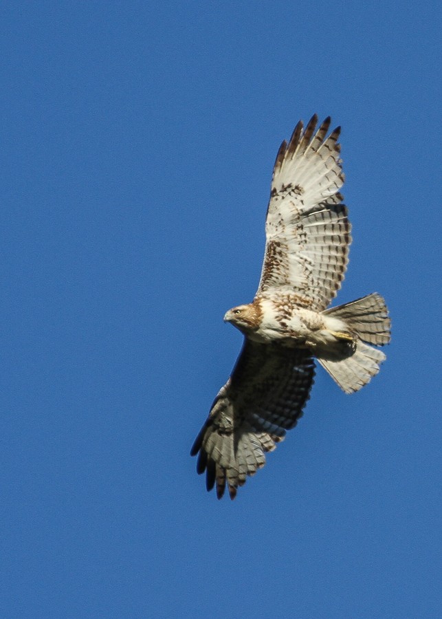 Red-tailed Hawk - ML479396111