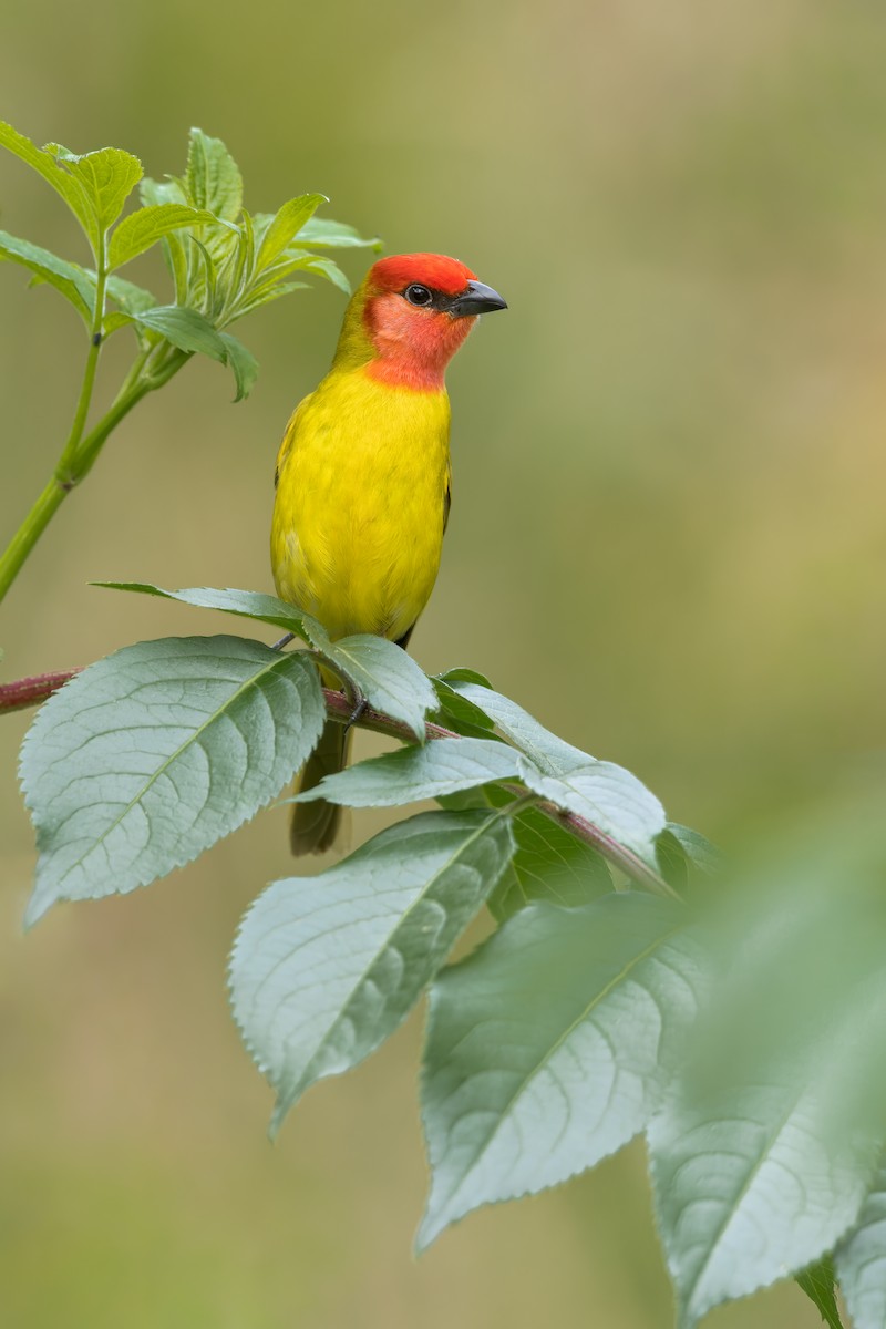 Red-headed Tanager - Dubi Shapiro