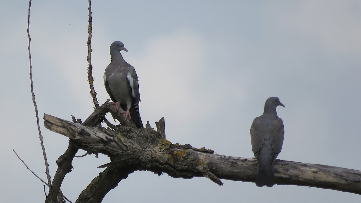 Pigeon ramier (groupe palumbus) - ML479397081