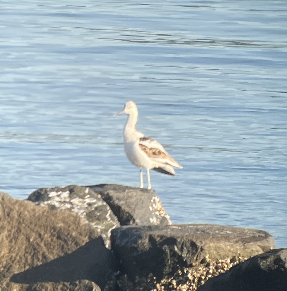 Avocette d'Amérique - ML479397251