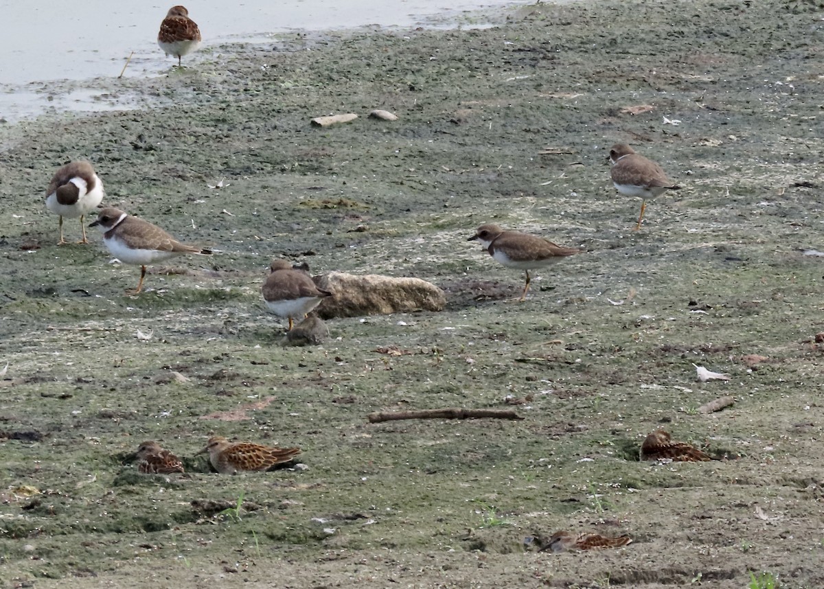 Semipalmated Plover - ML479397261