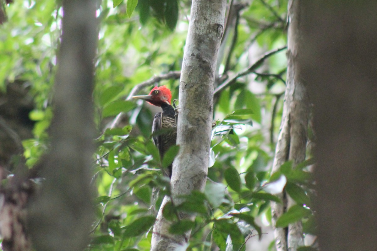 Pale-billed Woodpecker - ML479397791