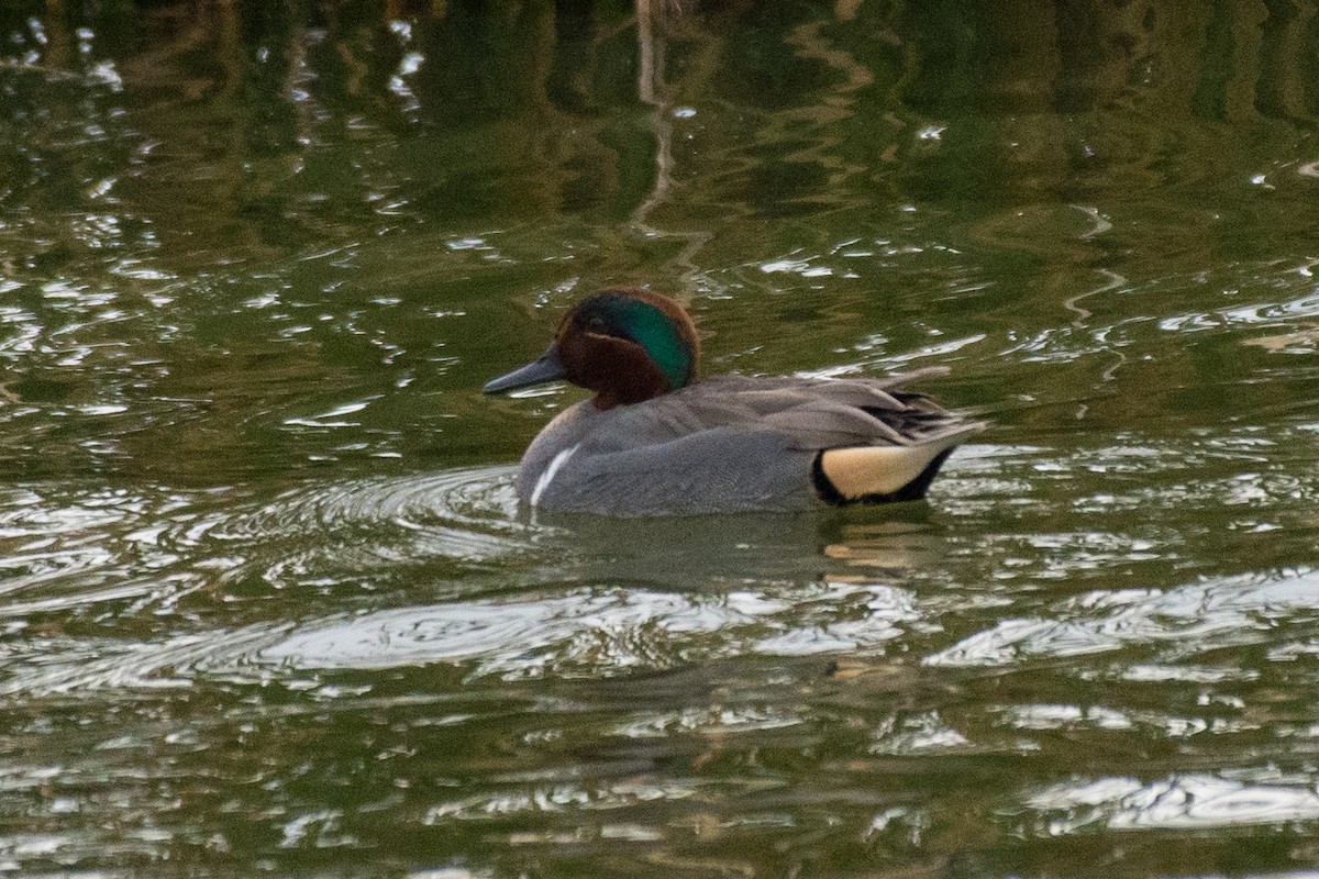 Green-winged Teal - ML47939801