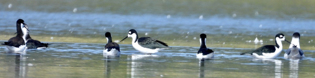 Black-necked Stilt - ML479399171