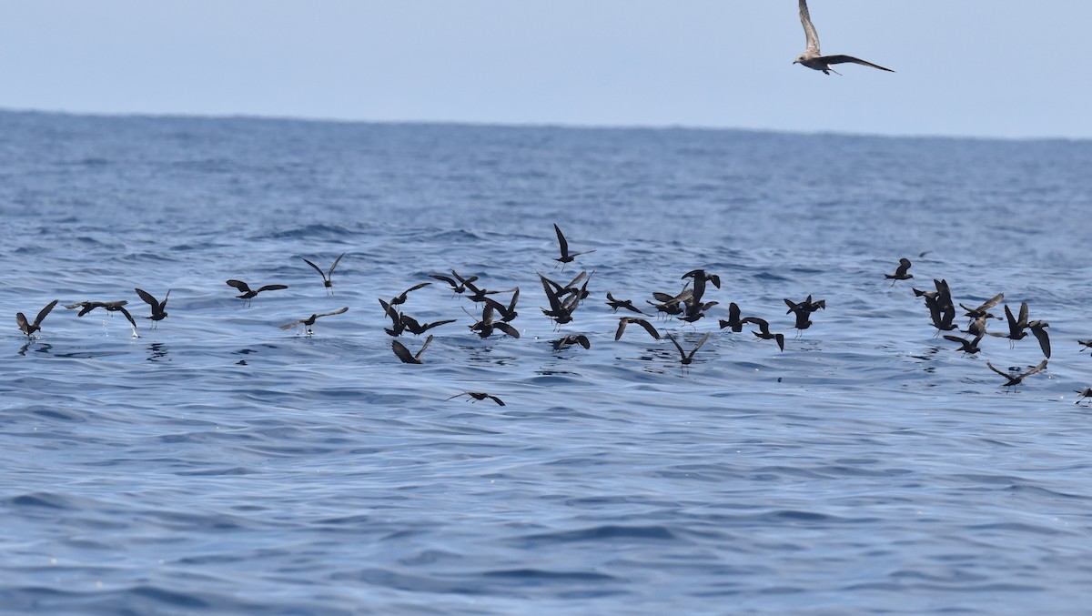 Black Storm-Petrel - Naresh Satyan