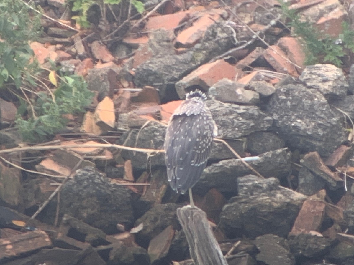 Yellow-crowned Night Heron - ML479400821