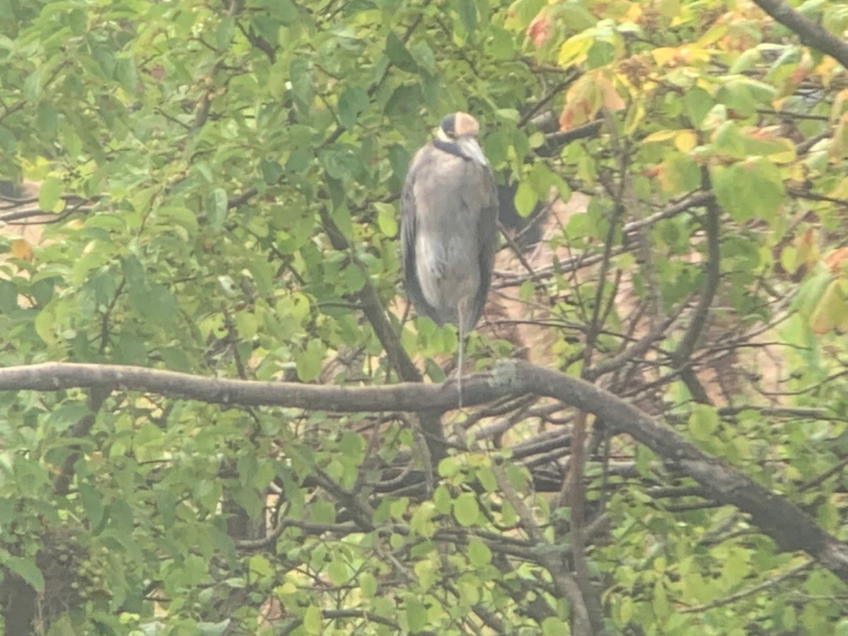 Yellow-crowned Night Heron - ML479400831