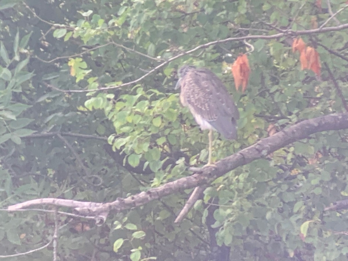 Yellow-crowned Night Heron - ML479400841