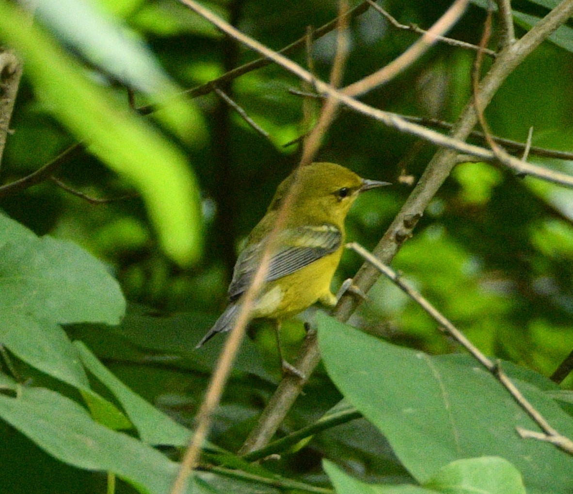 Blue-winged Warbler - ML479401391