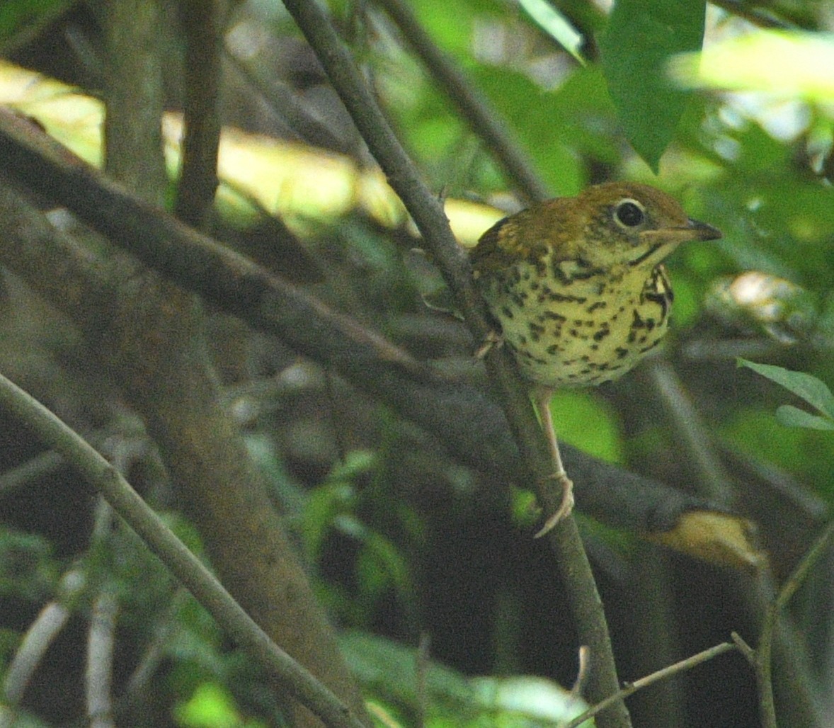 Wood Thrush - ML479401521