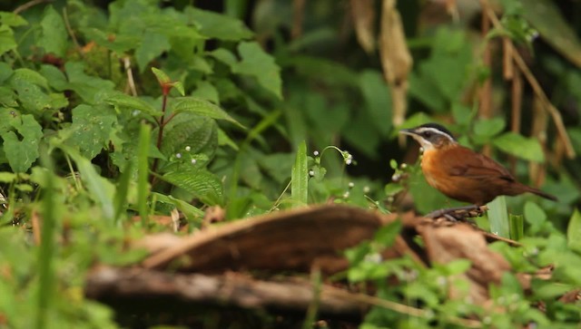 Bornean Black-capped Babbler - ML479402