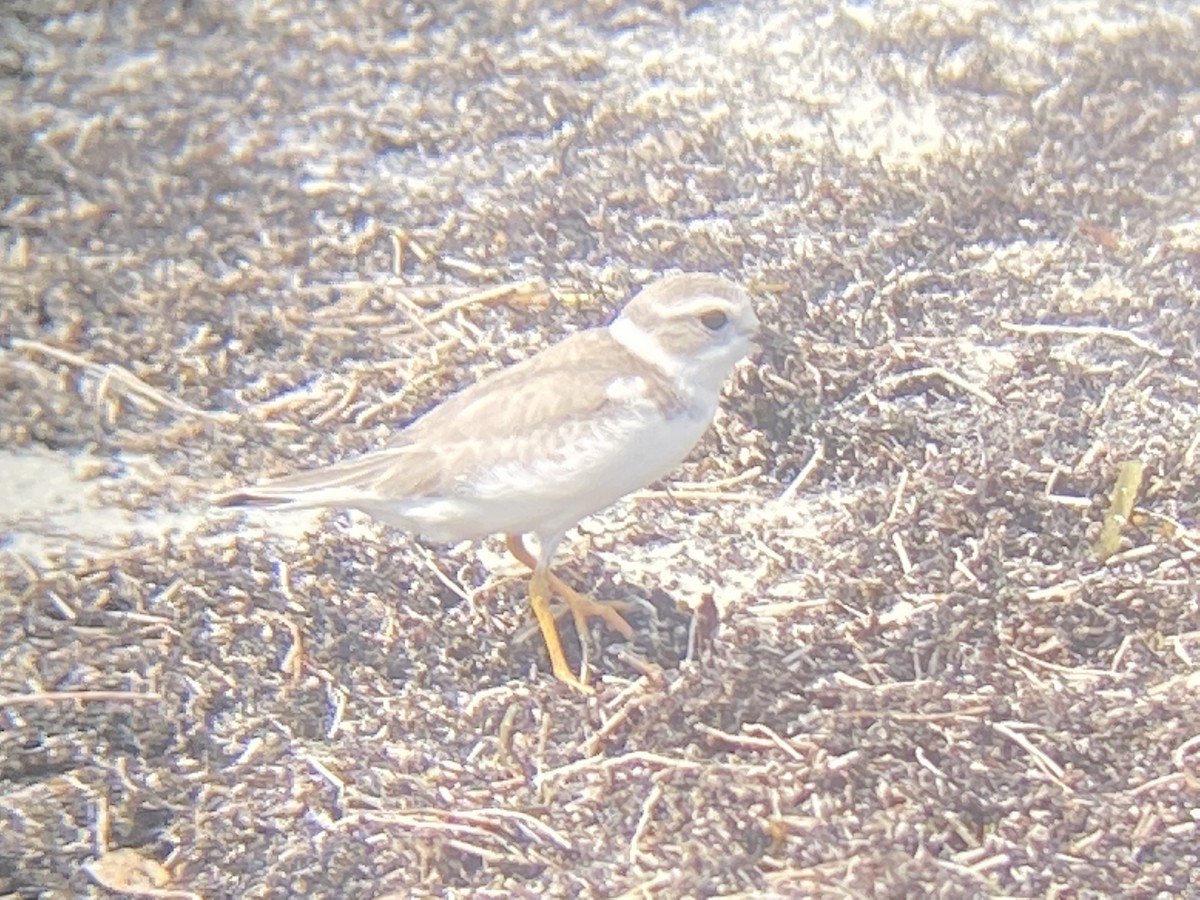 Piping Plover - ML479402031