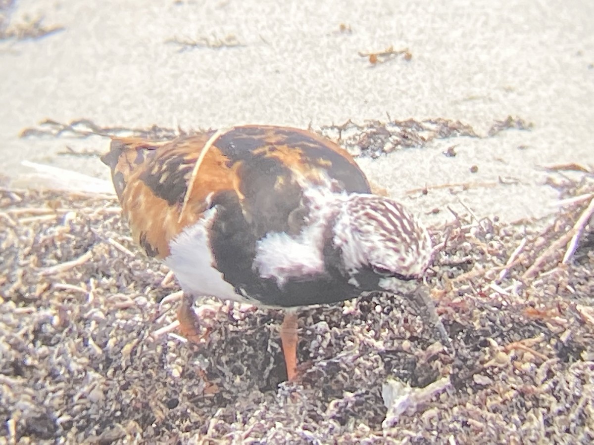 Ruddy Turnstone - ML479402181