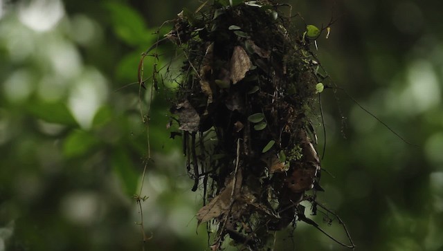 Dusky Broadbill - ML479403