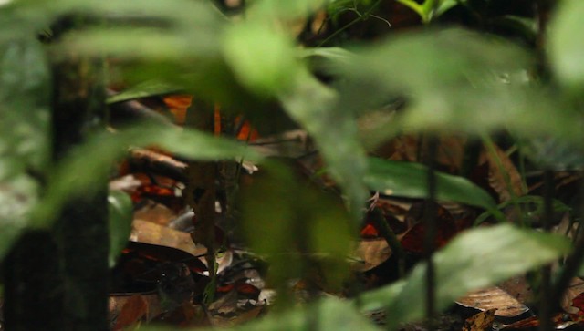 Short-tailed Babbler - ML479404