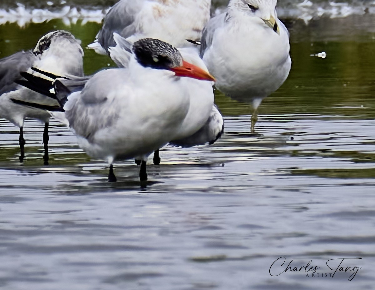 Caspian Tern - Charles Tang