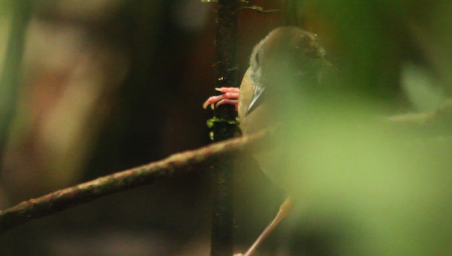 Short-tailed Babbler - ML479406