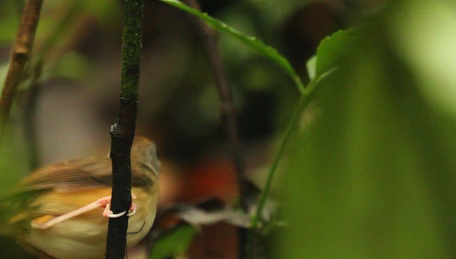 Short-tailed Babbler - ML479407