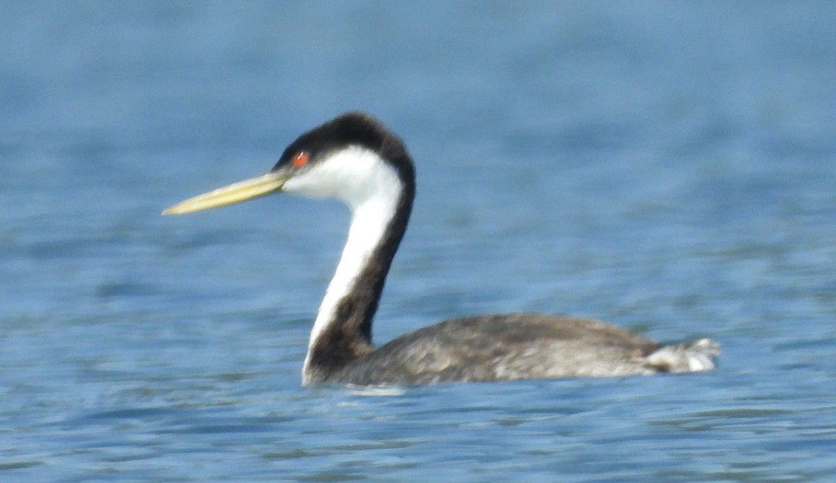 Western Grebe - ML479407171