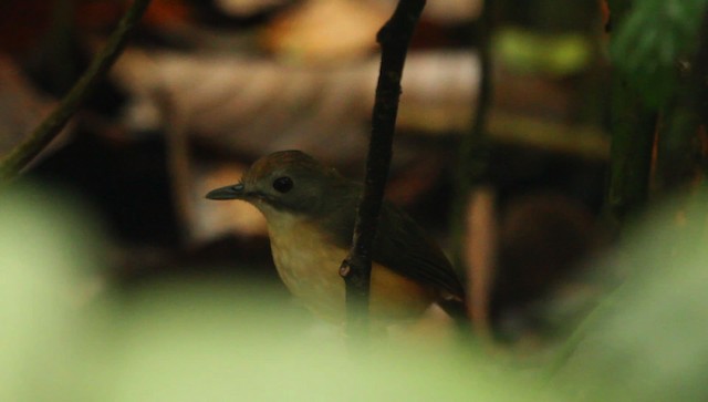 Short-tailed Babbler - ML479408