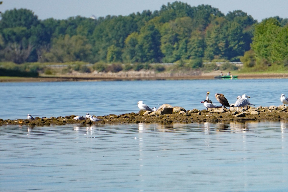 Double-crested Cormorant - ML479408571