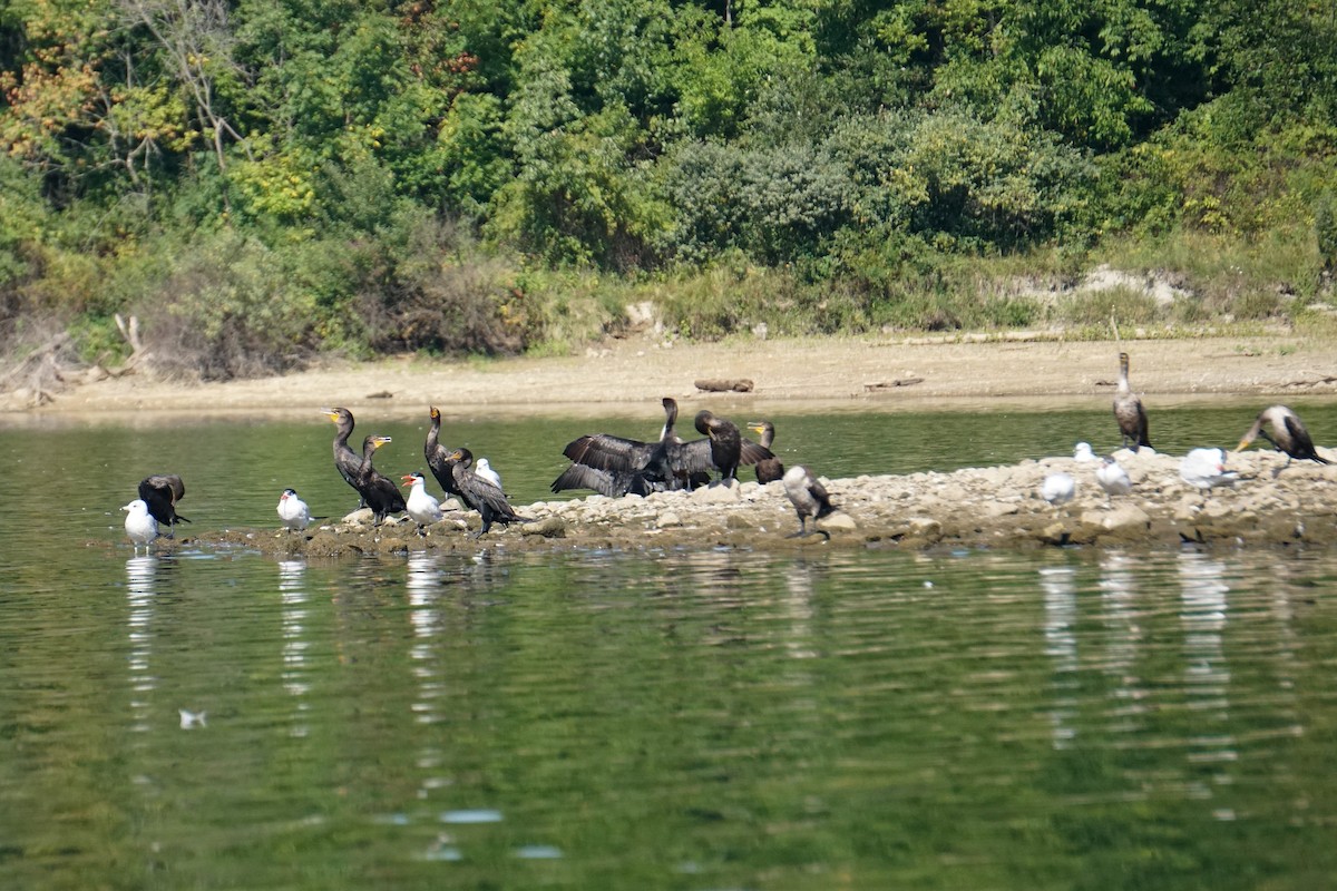 Double-crested Cormorant - ML479408581