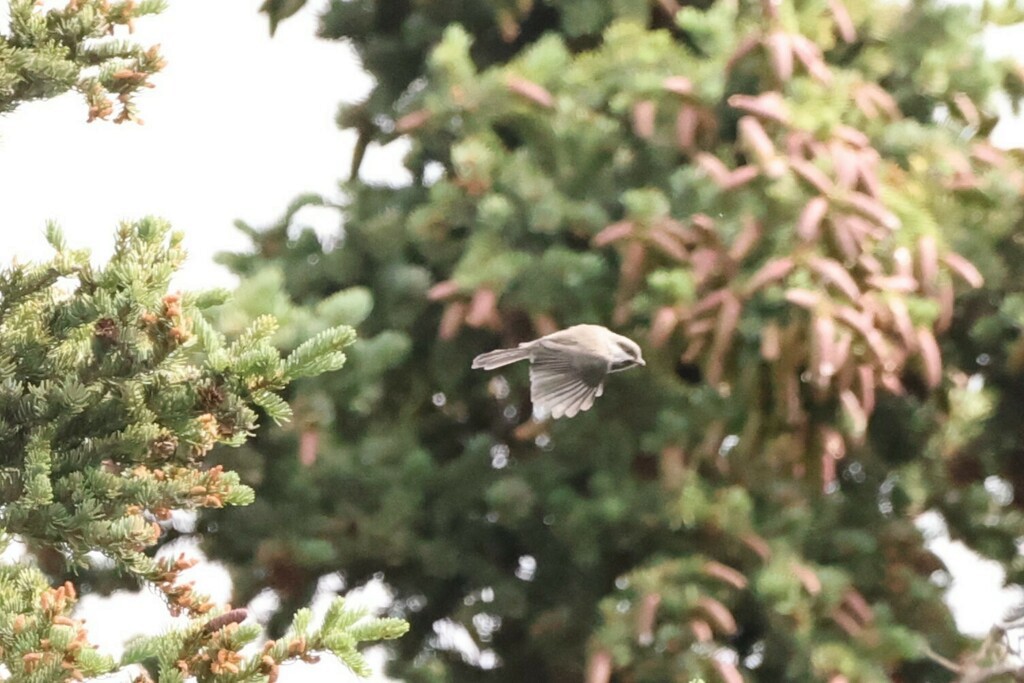 Boreal Chickadee - ML479408871