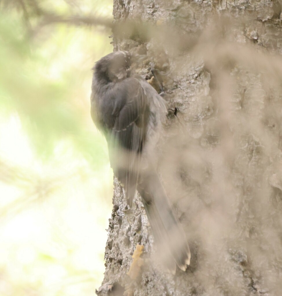 Canada Jay - ML479408931