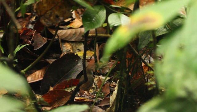 Short-tailed Babbler - ML479409