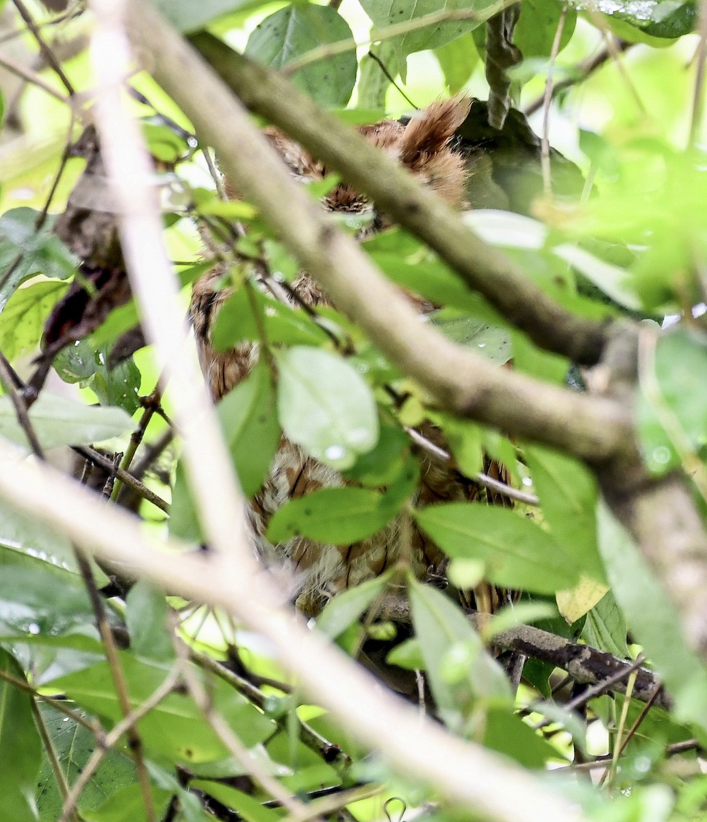 Eastern Screech-Owl - ML479409001