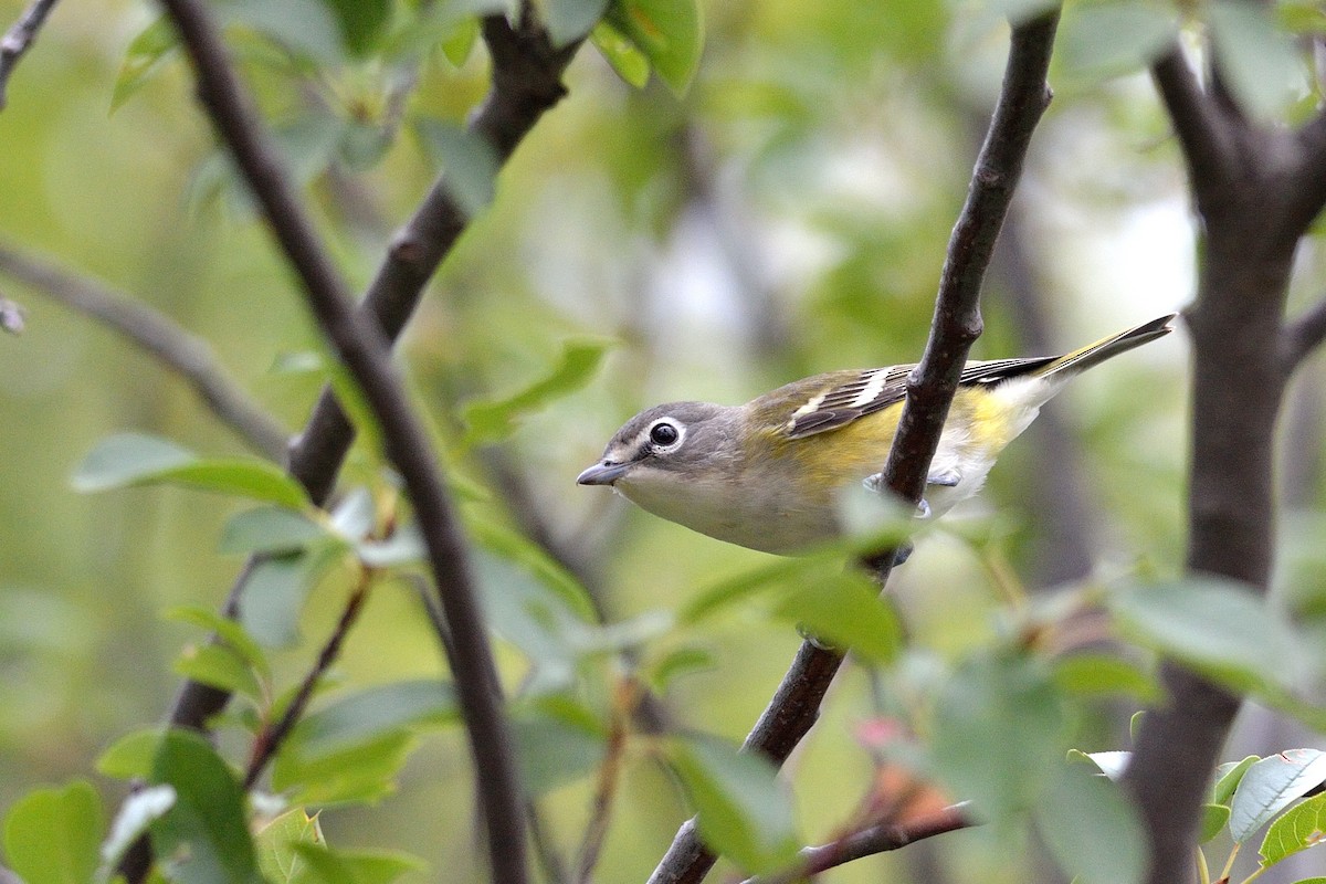 Blue-headed Vireo - Scott Olshanoski