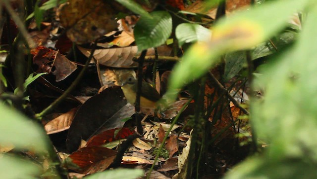 Short-tailed Babbler - ML479410