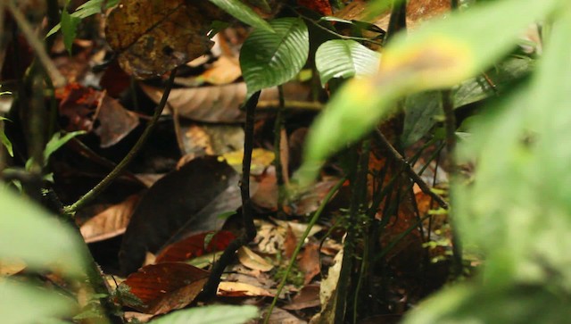 Short-tailed Babbler - ML479411