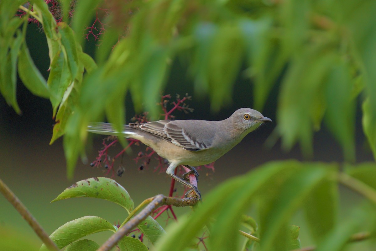 Northern Mockingbird - ML479411381