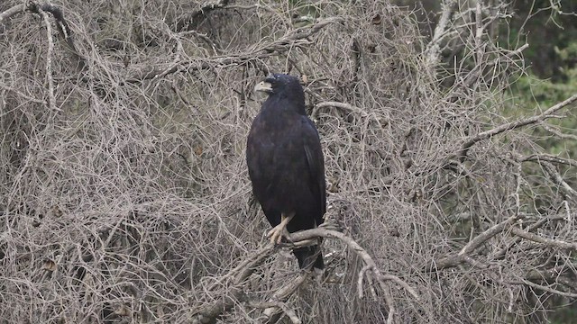 Great Black Hawk - ML479411821