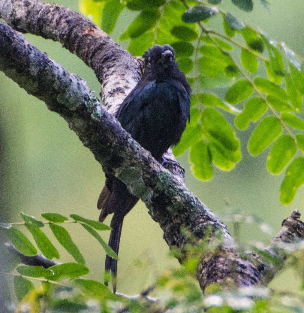Square-tailed Drongo-Cuckoo - ML479412561