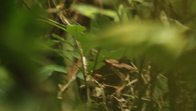 Gray-hooded Babbler - ML479414