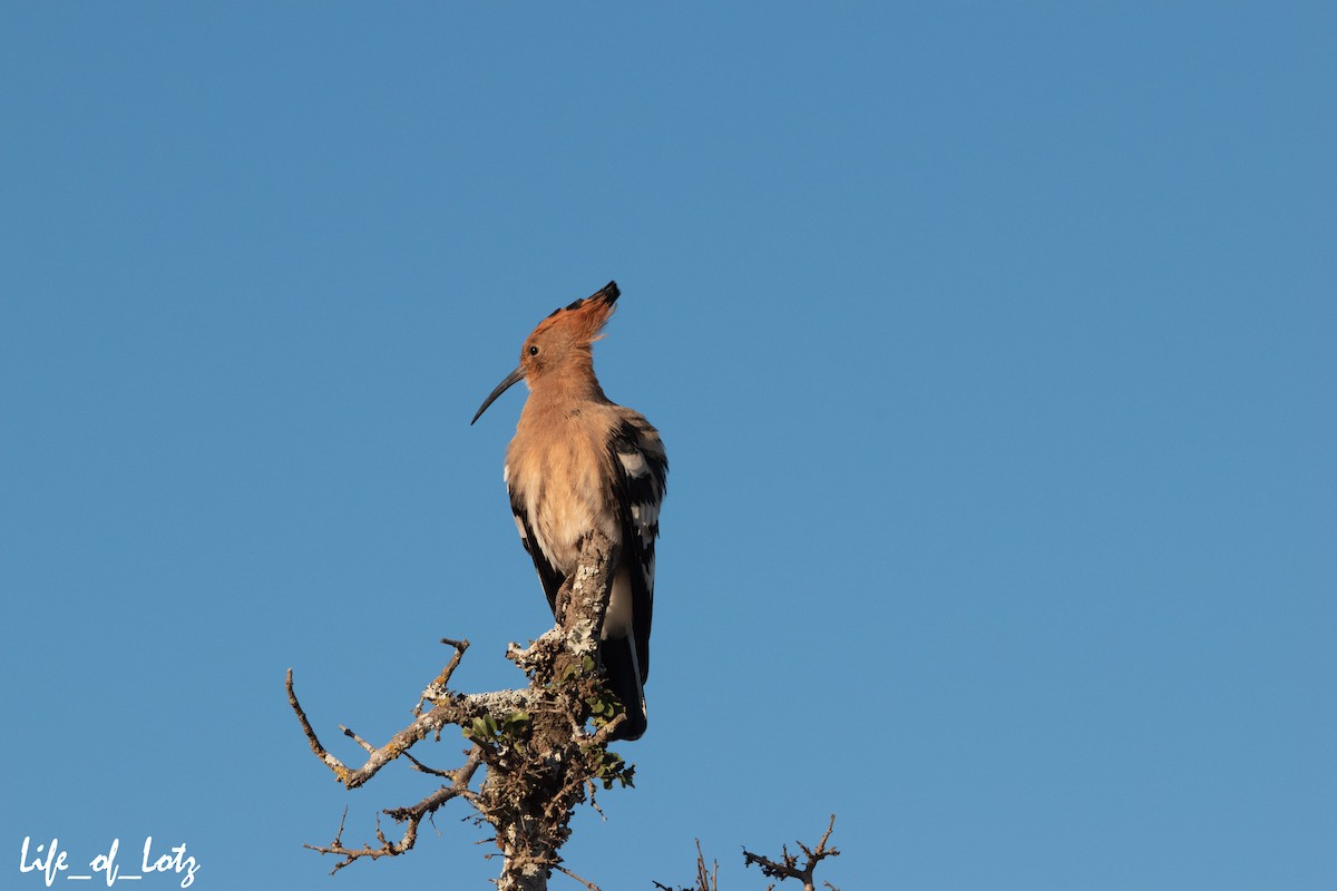 Eurasian Hoopoe - ML479414391