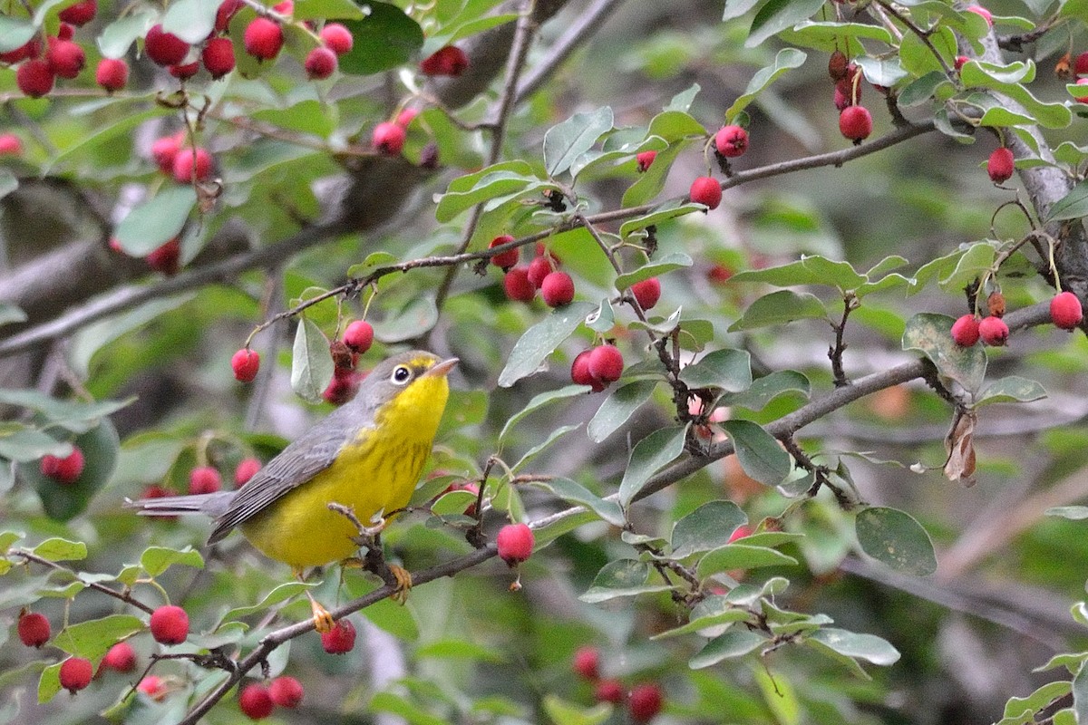 Canada Warbler - ML479414561