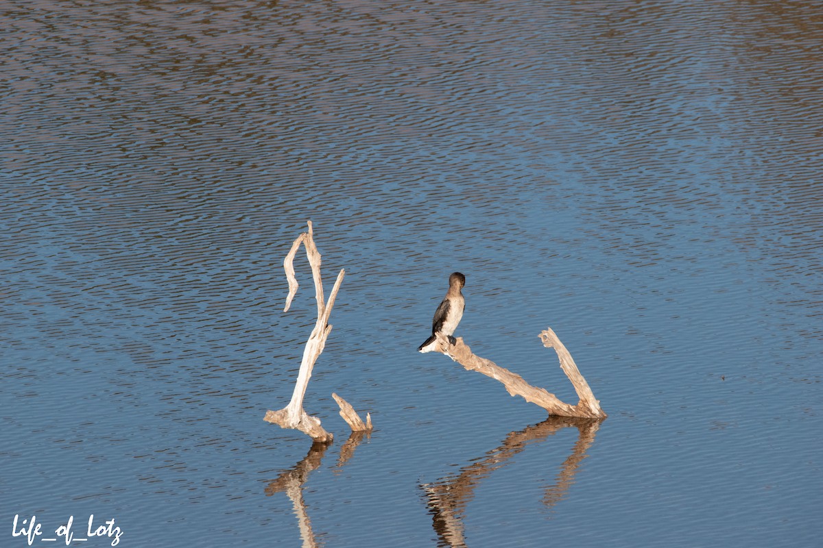 Long-tailed Cormorant - Kyle Lotz